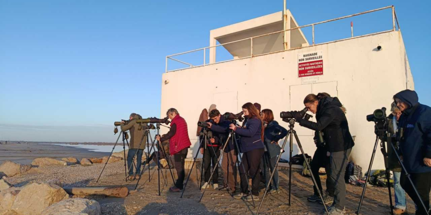Observation d'oiseaux marins sur la plage de Piemanson © Fanny Peger